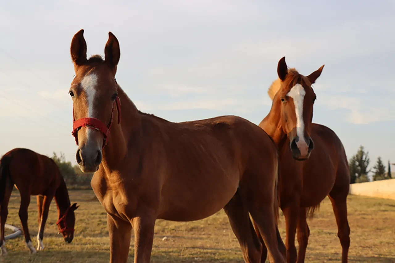 TİGEM'in 100 milyon değerindeki yarış atları mı kayboldu? Açıklama var