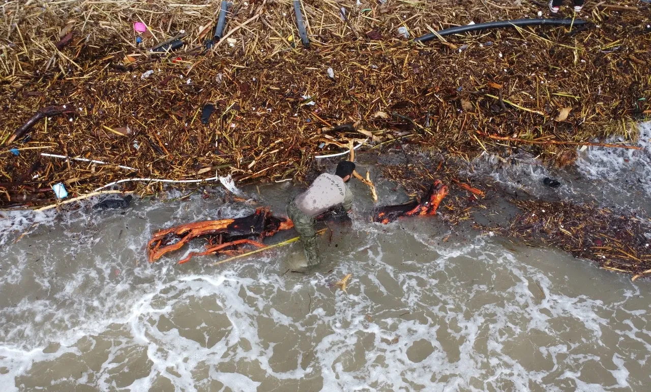 Milyonluk yazlıkların önünde ekmek kavgası! Selin getirdiği odunları toplamak için hayatlarını tehlikeye attılar