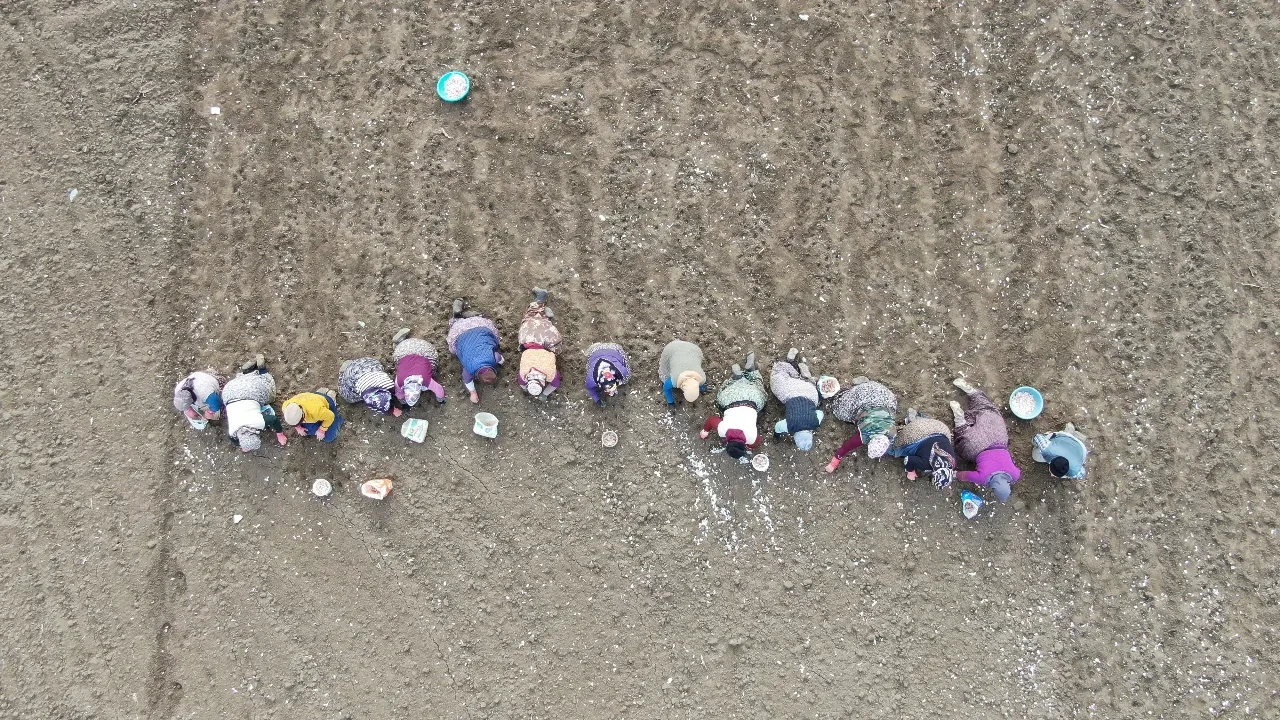 Verimi artırdığı için elle dikiyorlar! Dünyanın en kaliteli sarımsağının ekimi erken başladı