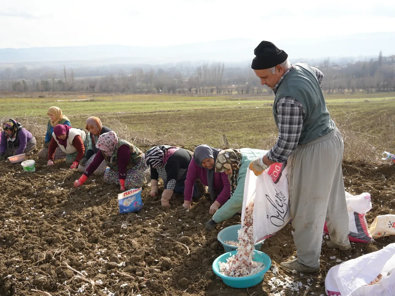 Verimi artırdığı için elle dikiyorlar! Dünyanın en kaliteli sarımsağının ekimi erken başladı