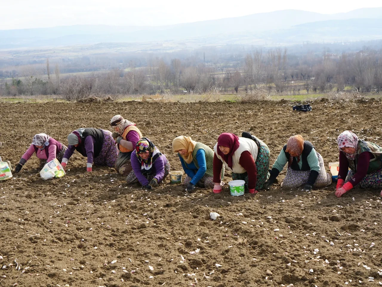 Verimi artırdığı için elle dikiyorlar! Dünyanın en kaliteli sarımsağının ekimi erken başladı