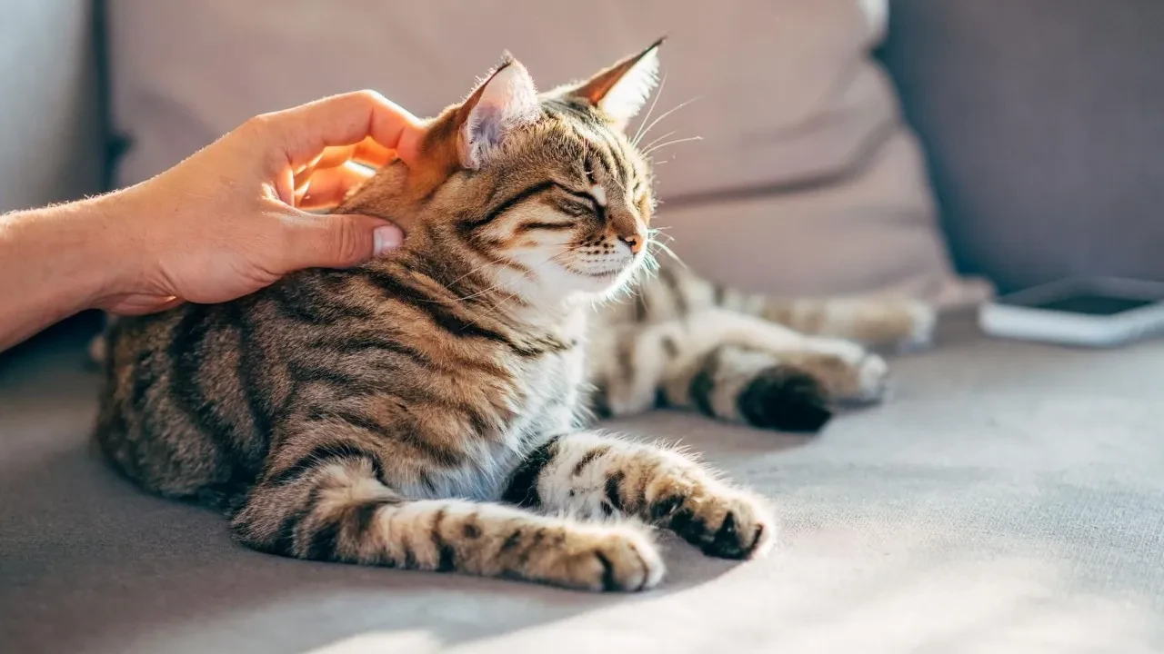 Evinizdeki sevimli dostunuz kediler, meme kanserinin yenmenin anahtarı olabilir