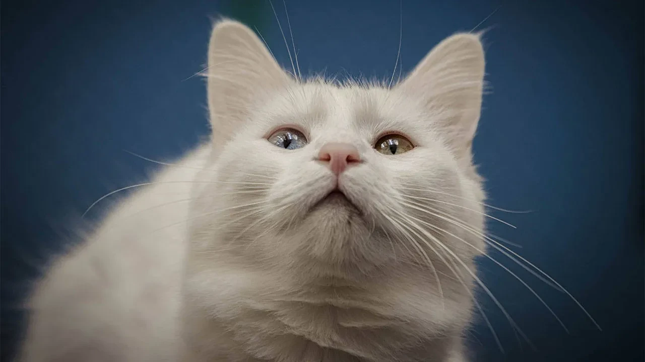 Evinizdeki sevimli dostunuz kediler, meme kanserinin yenmenin anahtarı olabilir