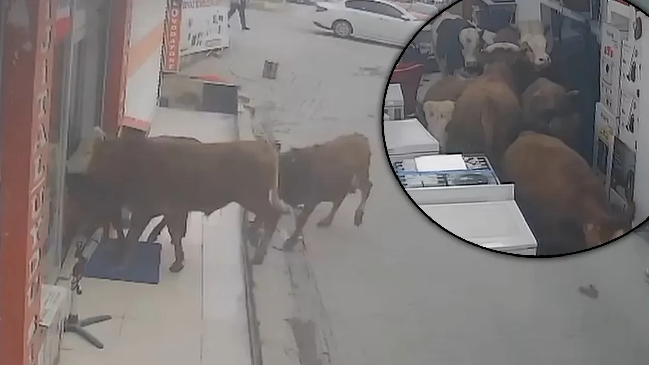 Sahibinden kaçan inekler, beyaz eşyacıya daldı! İlginç anlar kamerada: Bir süre bakınıp çıktılar
