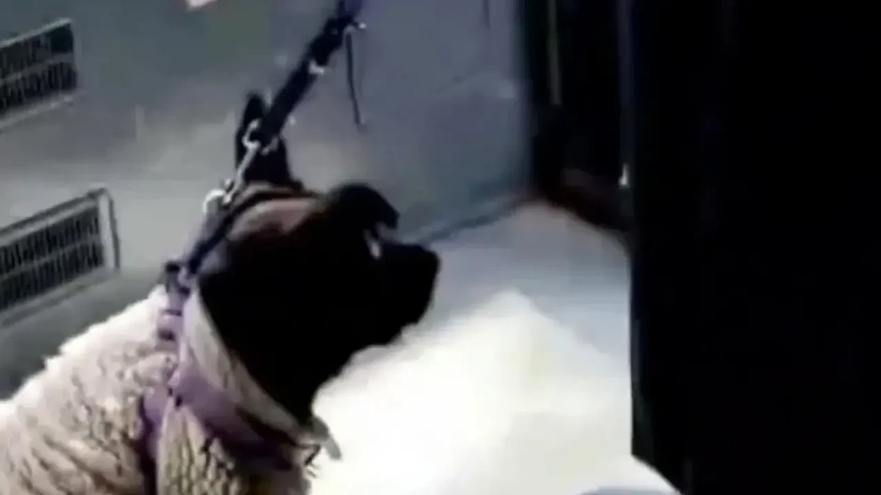 İETT'de köpek kavgası! 'Savcıyım' deyip tehdit etti, gerçek bambaşka çıktı: Gözaltına alındı