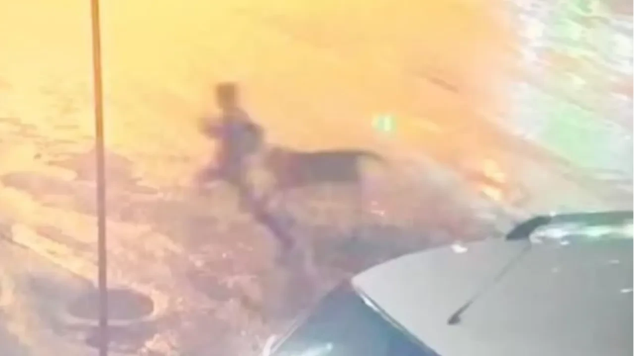 Sahipsiz köpekler dehşet saçtı! 10 yaşındaki çocuk son anda kurtuldu