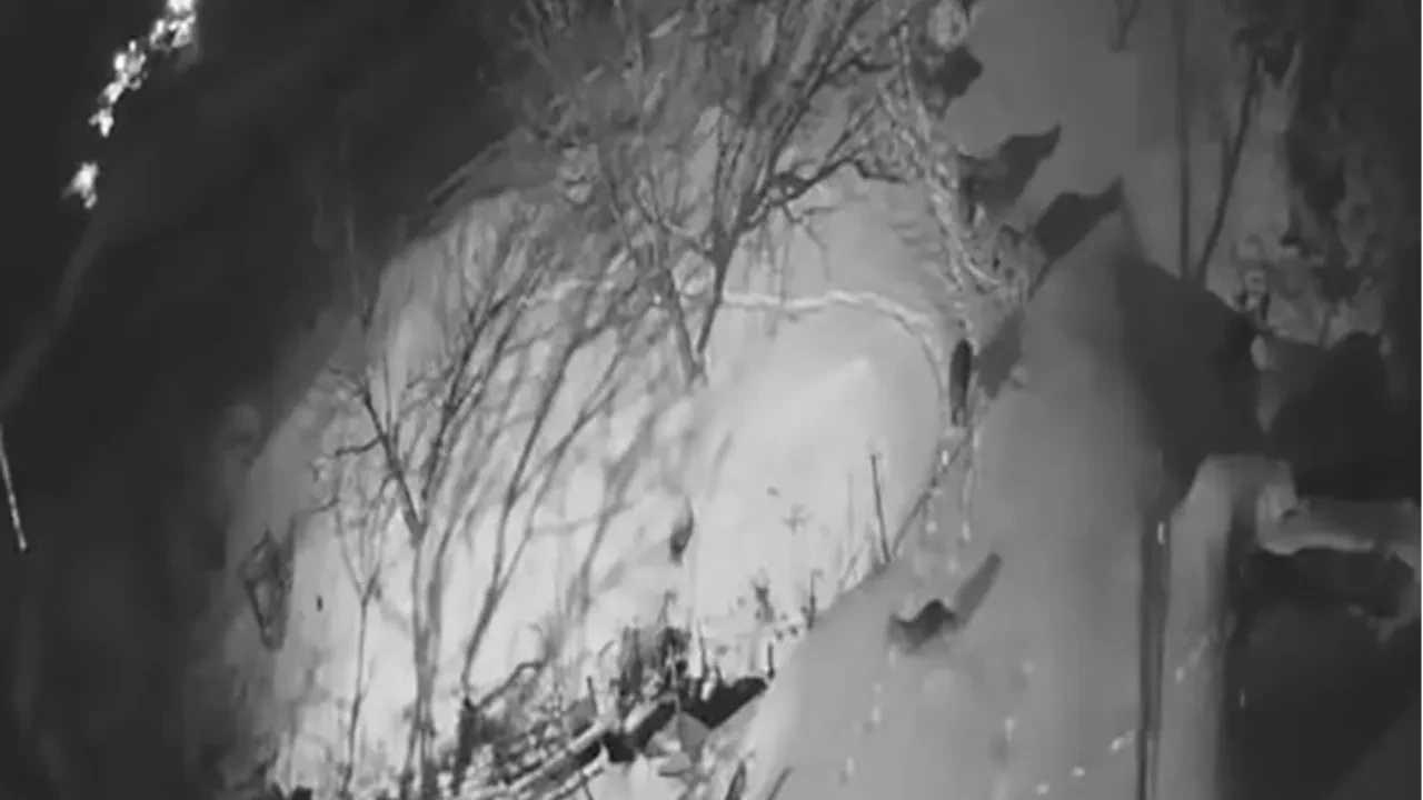 Aç kurtlar köye indi, halk paniğe kapıldı! Sürü halinde gezip, yiyecek aradılar