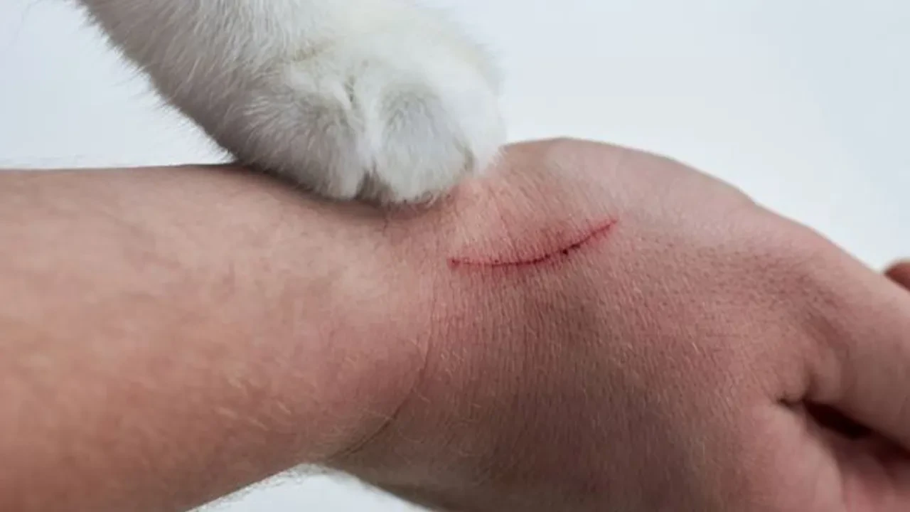 İstanbul'da kuduz alarmı! Vakalar arttı, en çok görülen ilçeler belli oldu