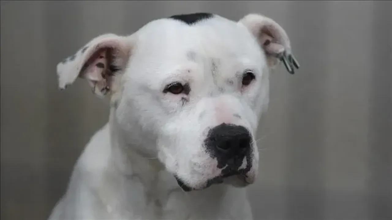 İstanbul'da kuduz alarmı! Vakalar arttı, en çok görülen ilçeler belli oldu