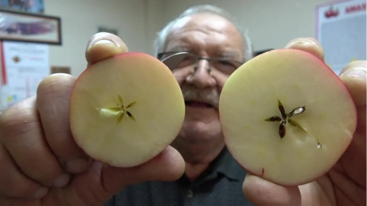 Kilosu 150 TL! 2 bin yıldır burada yetişiyor: Sahte olmadığını anlamanın tek yolu var