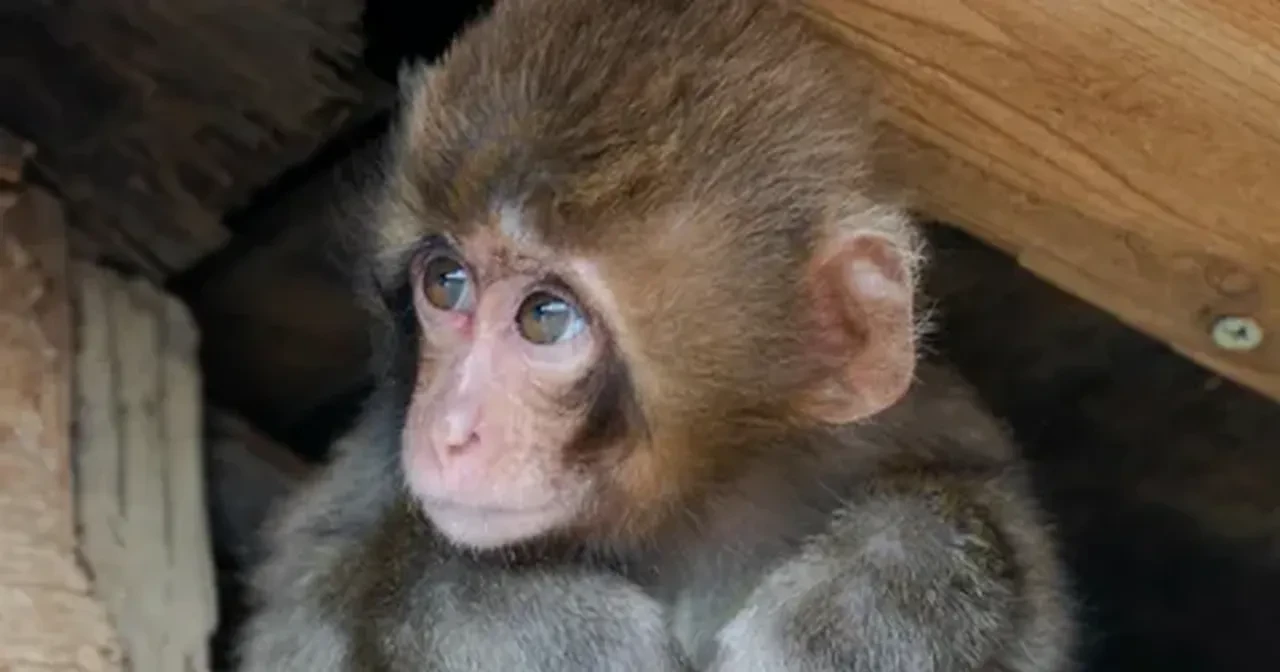 Maymun Punch'ın hayatı film mi olacak? Maymun Punch'ın hikayesi nedir?