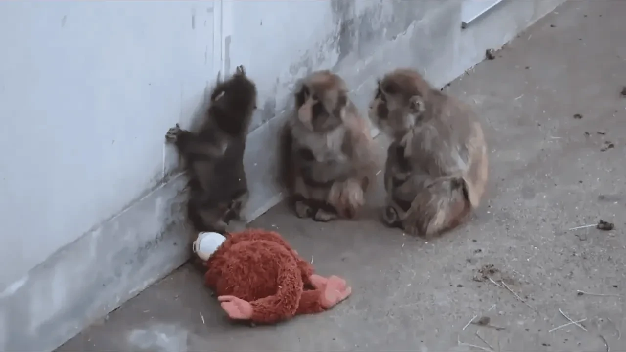 Maymun Punch'ın hayatı film mi olacak? Maymun Punch'ın hikayesi nedir?