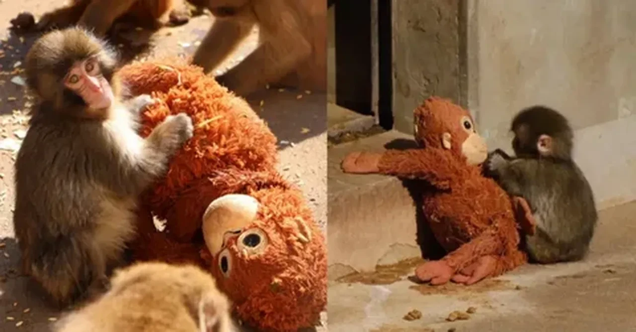 Maymun Punch'ın hayatı film mi olacak? Maymun Punch'ın hikayesi nedir?