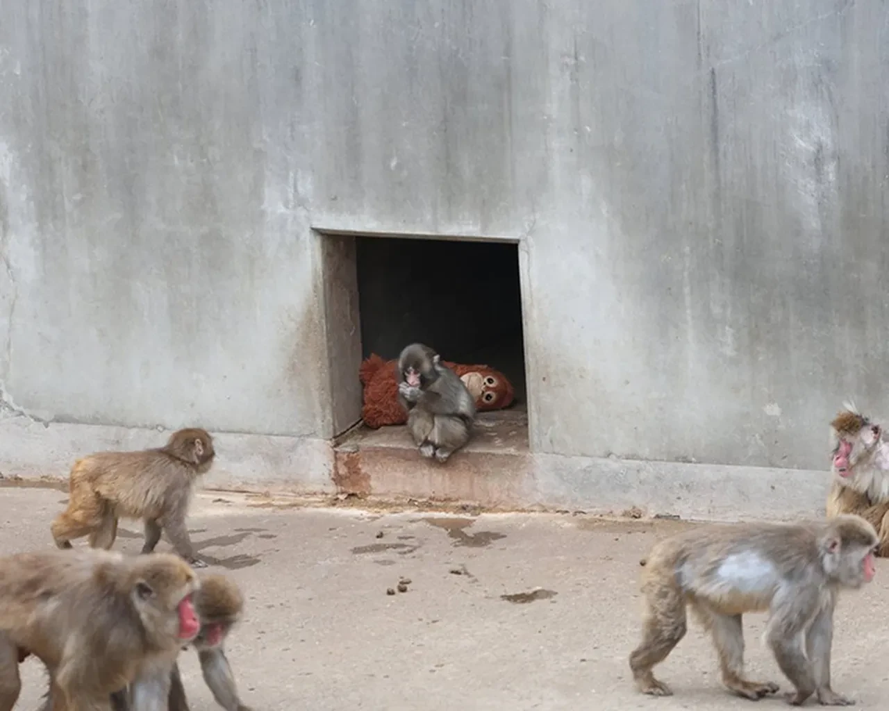 Maymun Punch'ın hayatı film mi olacak? Maymun Punch'ın hikayesi nedir?