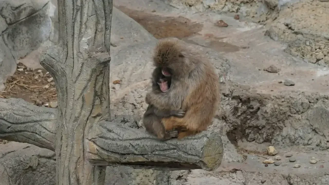 Maymun Punch'ın hayatı film mi olacak? Maymun Punch'ın hikayesi nedir?