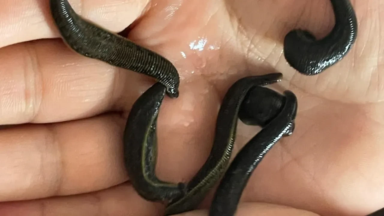 Mezbahadan alınan kanla besleniyorlar! Pek çok hastalığa şifa oluyorlar