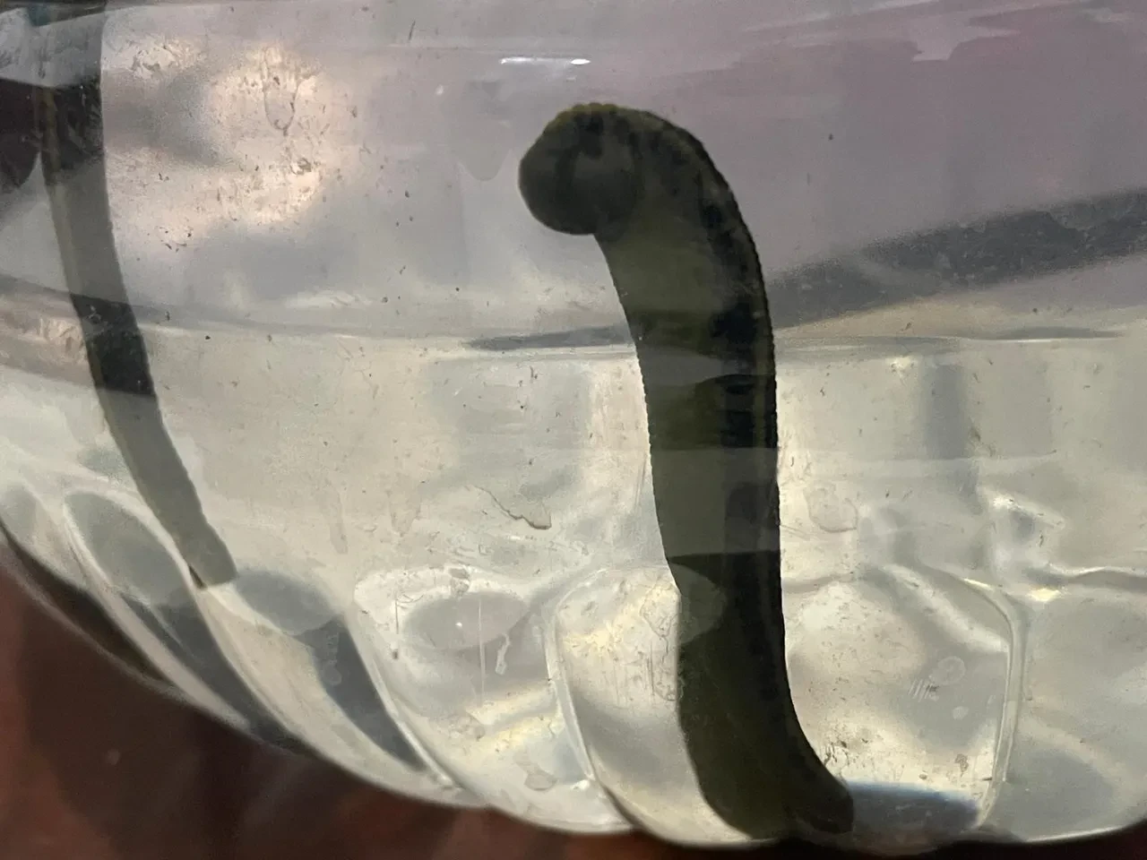 Mezbahadan alınan kanla besleniyorlar! Pek çok hastalığa şifa oluyorlar