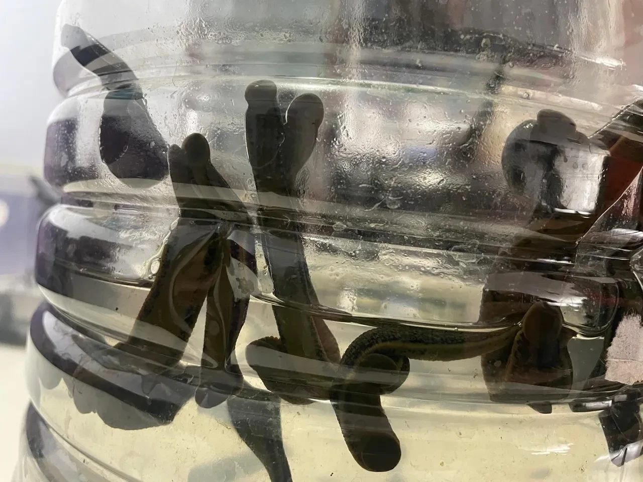 Mezbahadan alınan kanla besleniyorlar! Pek çok hastalığa şifa oluyorlar