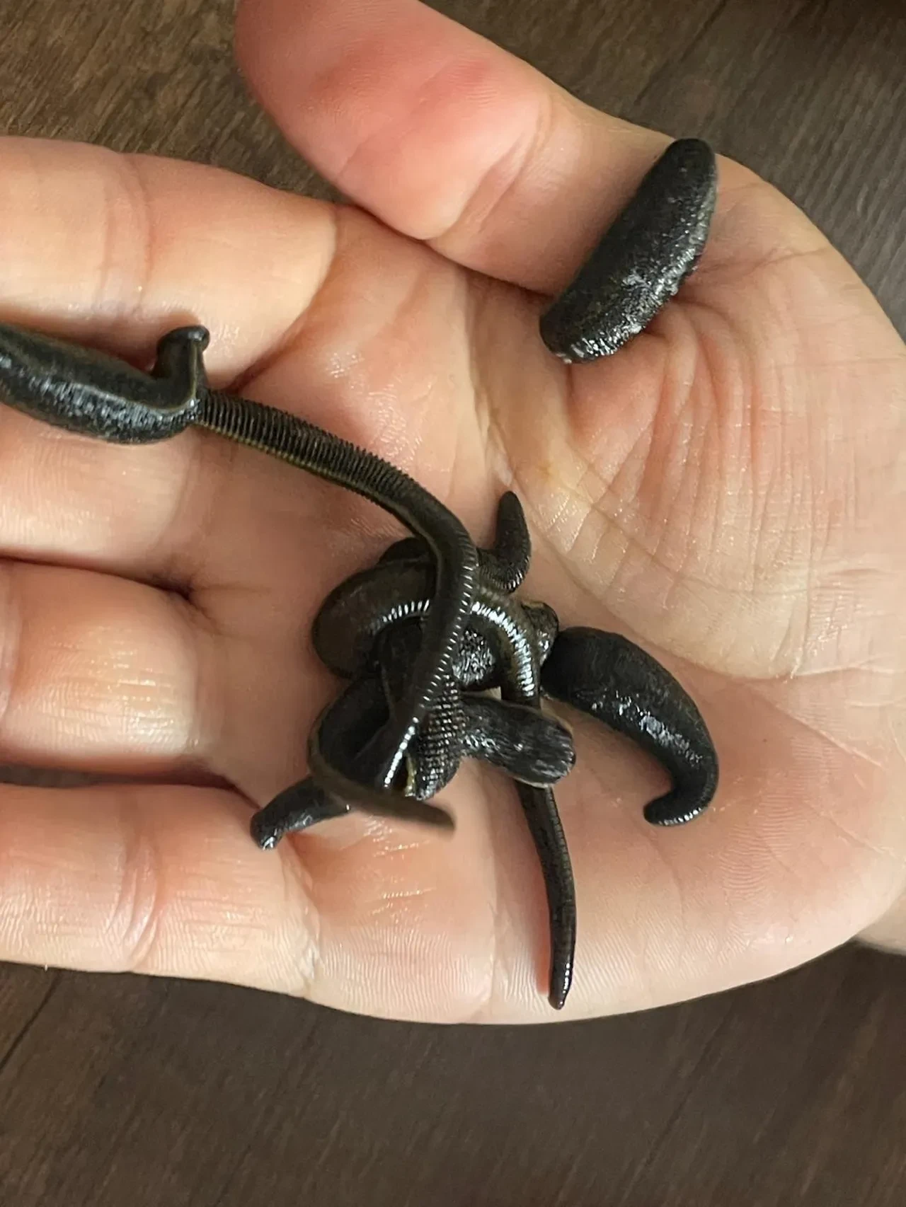 Mezbahadan alınan kanla besleniyorlar! Pek çok hastalığa şifa oluyorlar