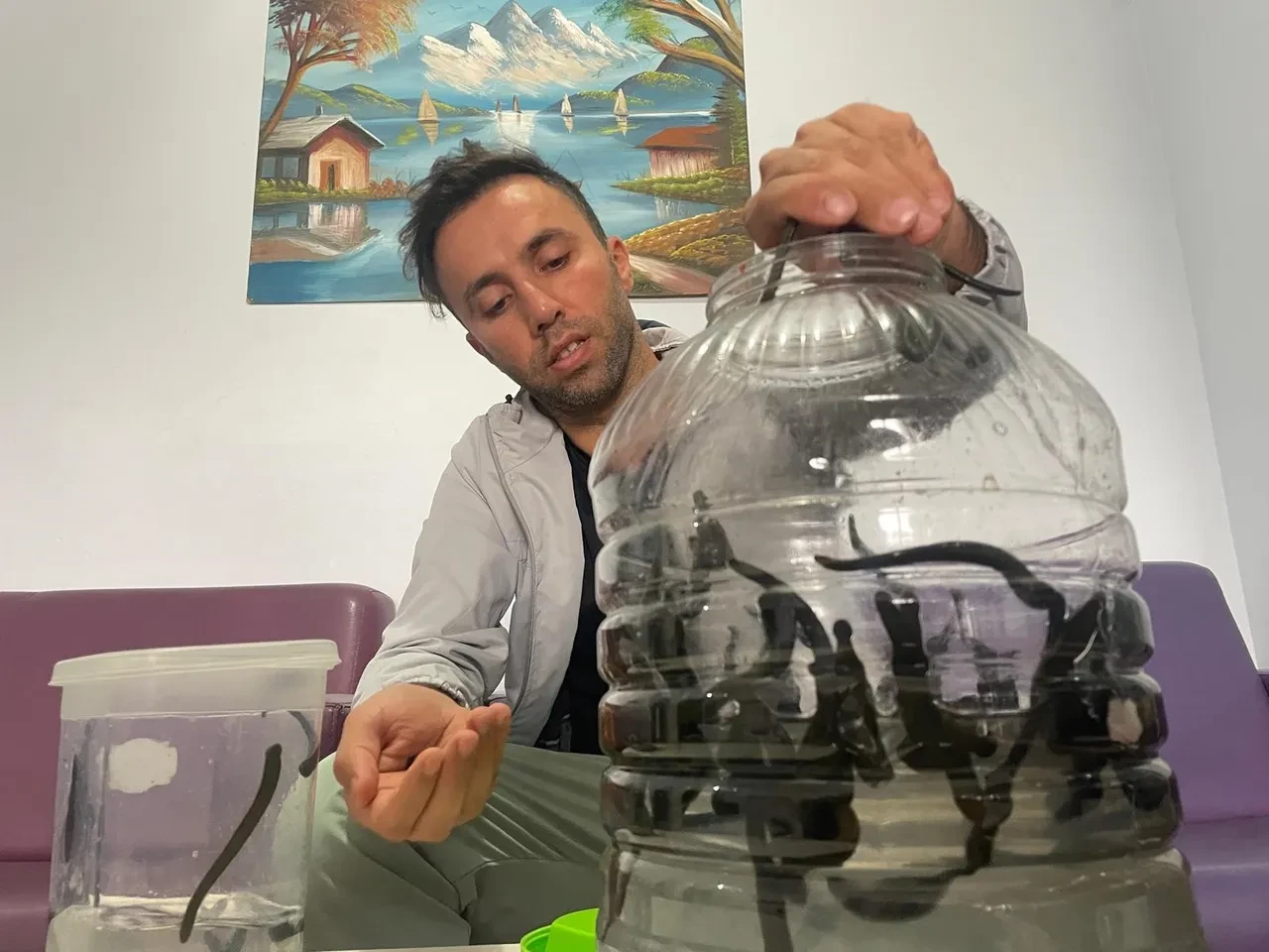 Mezbahadan alınan kanla besleniyorlar! Pek çok hastalığa şifa oluyorlar