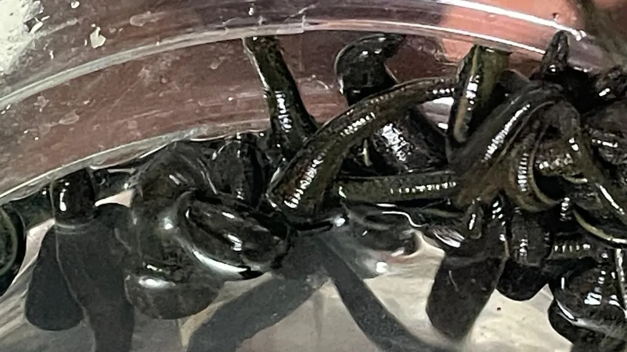 Mezbahadan alınan kanla besleniyorlar! Pek çok hastalığa şifa oluyorlar