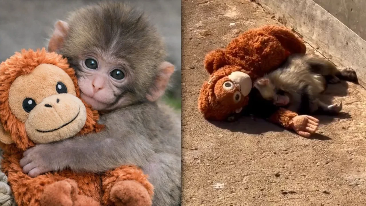 Punch'ın oyuncak maymunu yok satıyor! Küresel bir pazarlama başarısı