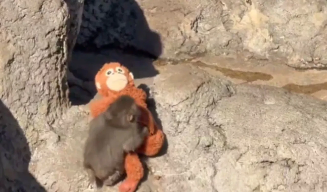 Punch'ın oyuncak maymunu yok satıyor! Küresel bir pazarlama başarısı