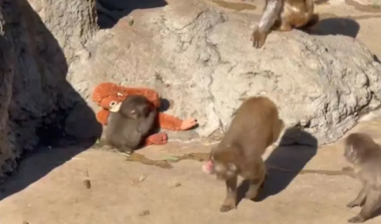 Punch'ın oyuncak maymunu yok satıyor! Küresel bir pazarlama başarısı