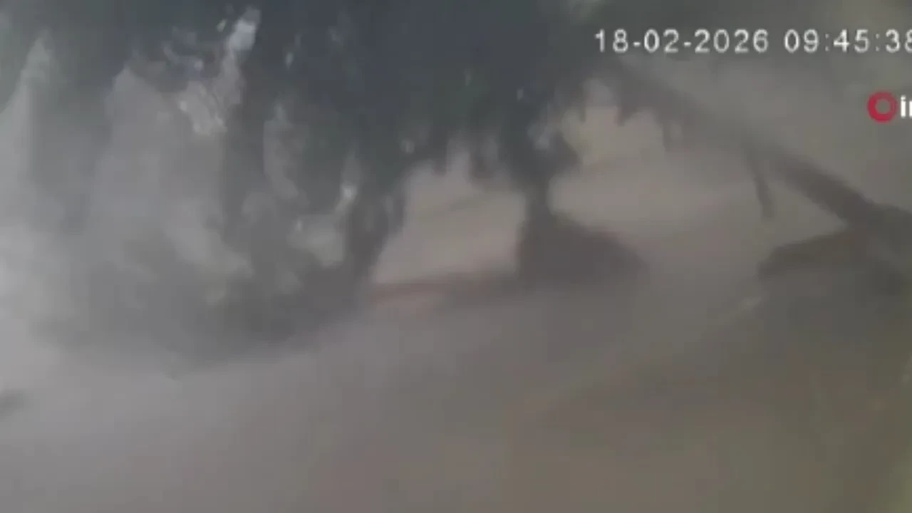 Şiddetli fırtına dev ağaçları kökünden söktü