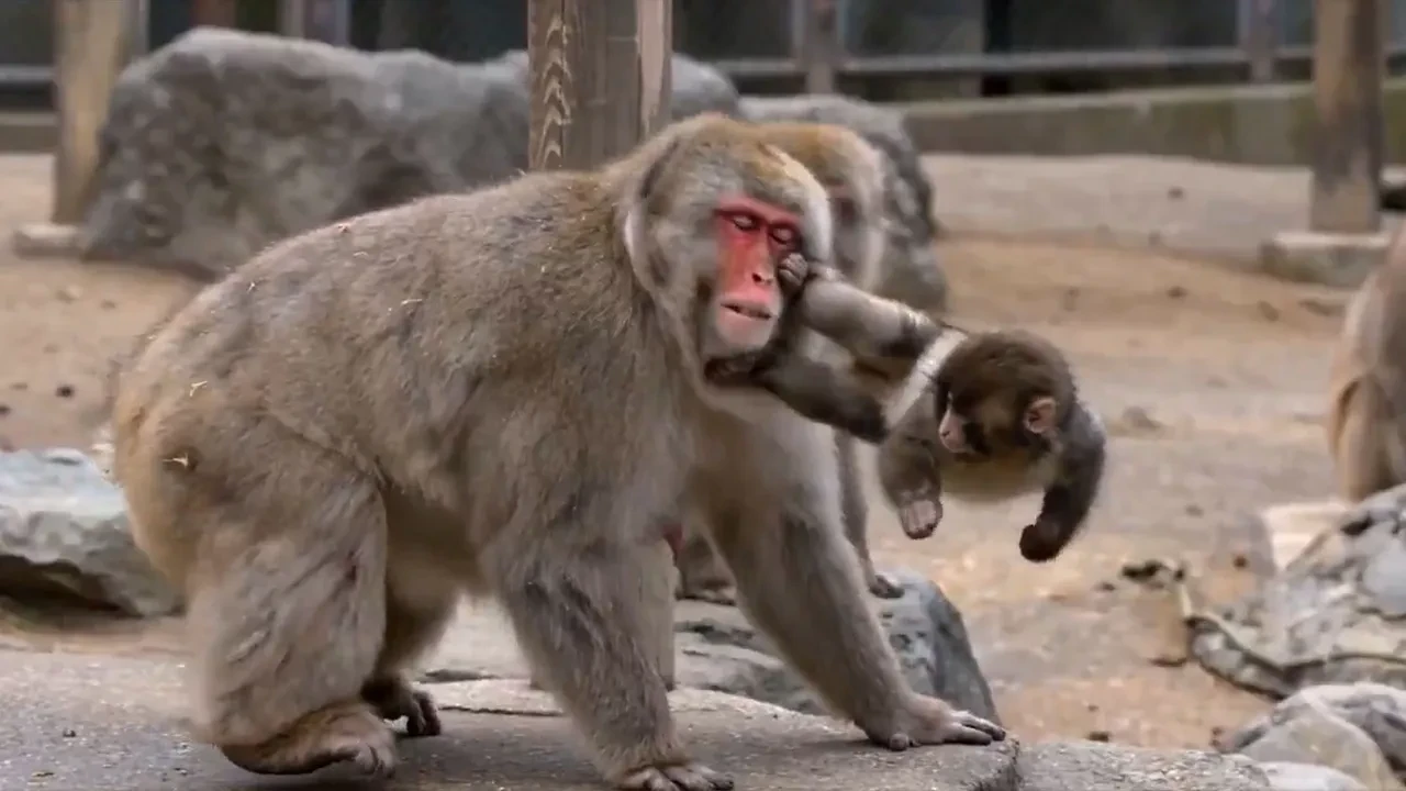 Zorbalığa uğrayan Punch'ın intikamını yapay zeka aldı! Ünlü maymun zorba arkadaşlarını feci dövdü