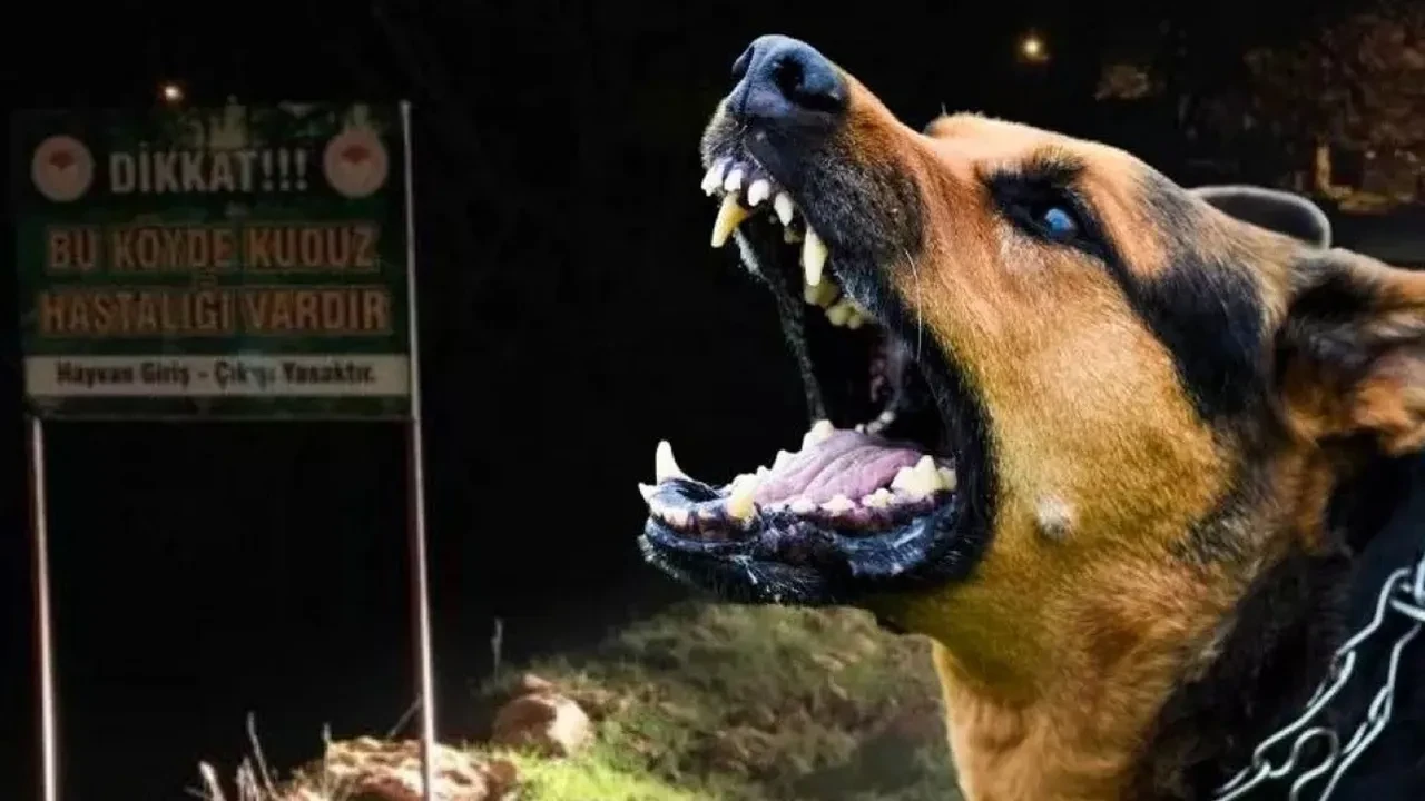 Kuduz vakaları patladı mı? İstanbul Valiliği'nden açıklama var