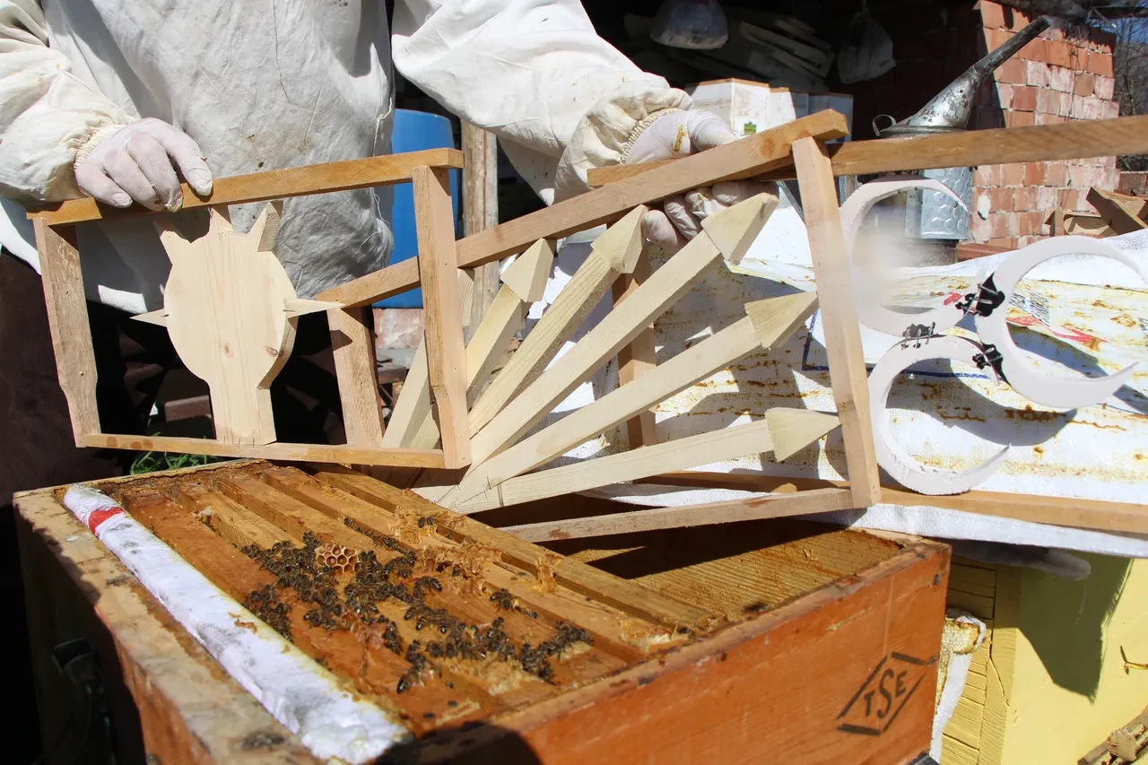 Bal peteklerine siyasi parti amblemi yaptı, seçimi arılara bıraktı: Kazananı doluluk oranları belirleyecek