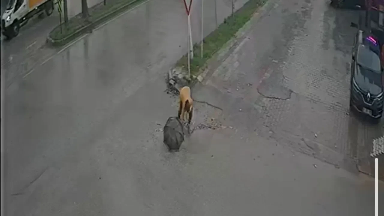 Belediyenin çakıl dökerek kapatmaya çalıştığı çukura takılan kadın hastanelik oldu!