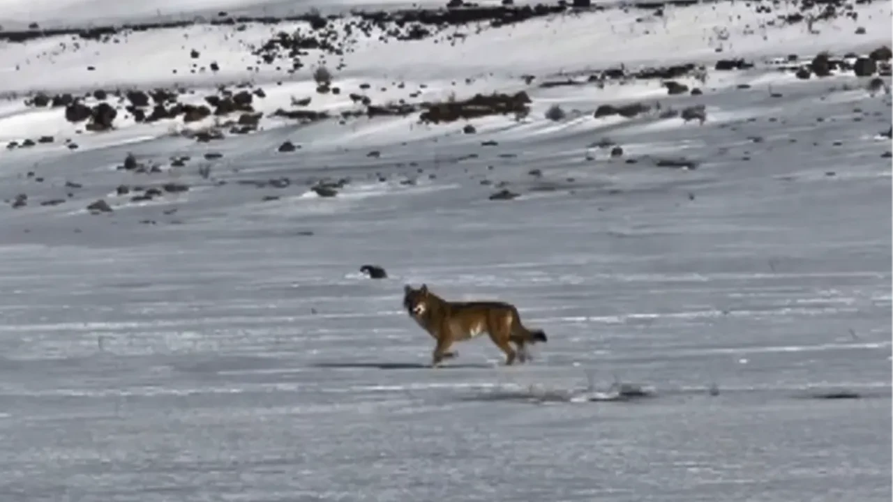 Kars'ta hareket halindeki aracı takip eden kurt kamerada!