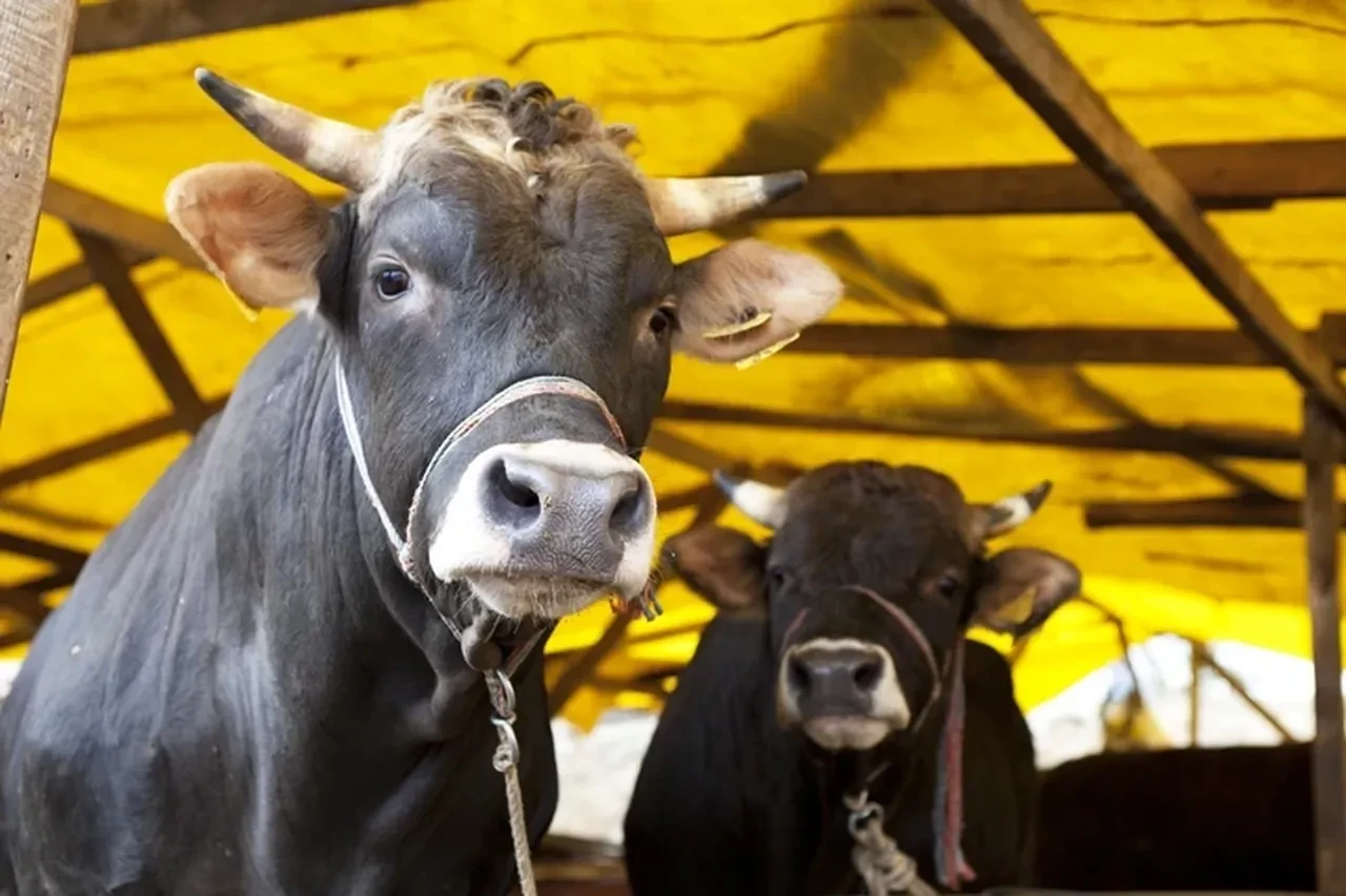 Kurban Bayramı tarihi 2026 ne zaman hangi güne denk geliyor? Kurban Bayramı tatili 9 gün mü?