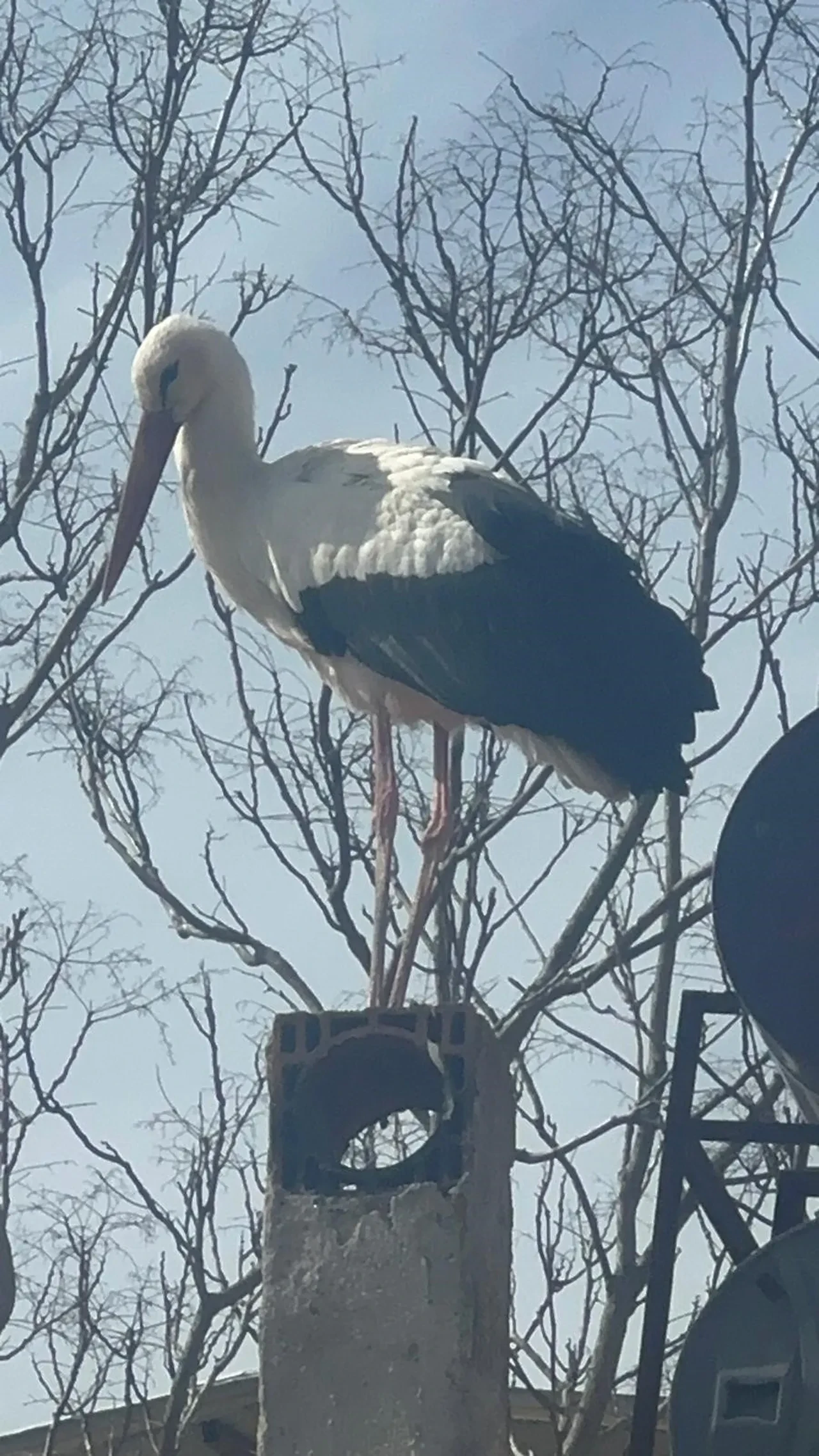 Milyonların gönlüne dokunmuştu! Köyde heyecanlı bekleyiş: Yaren leyleğin eşi geldi