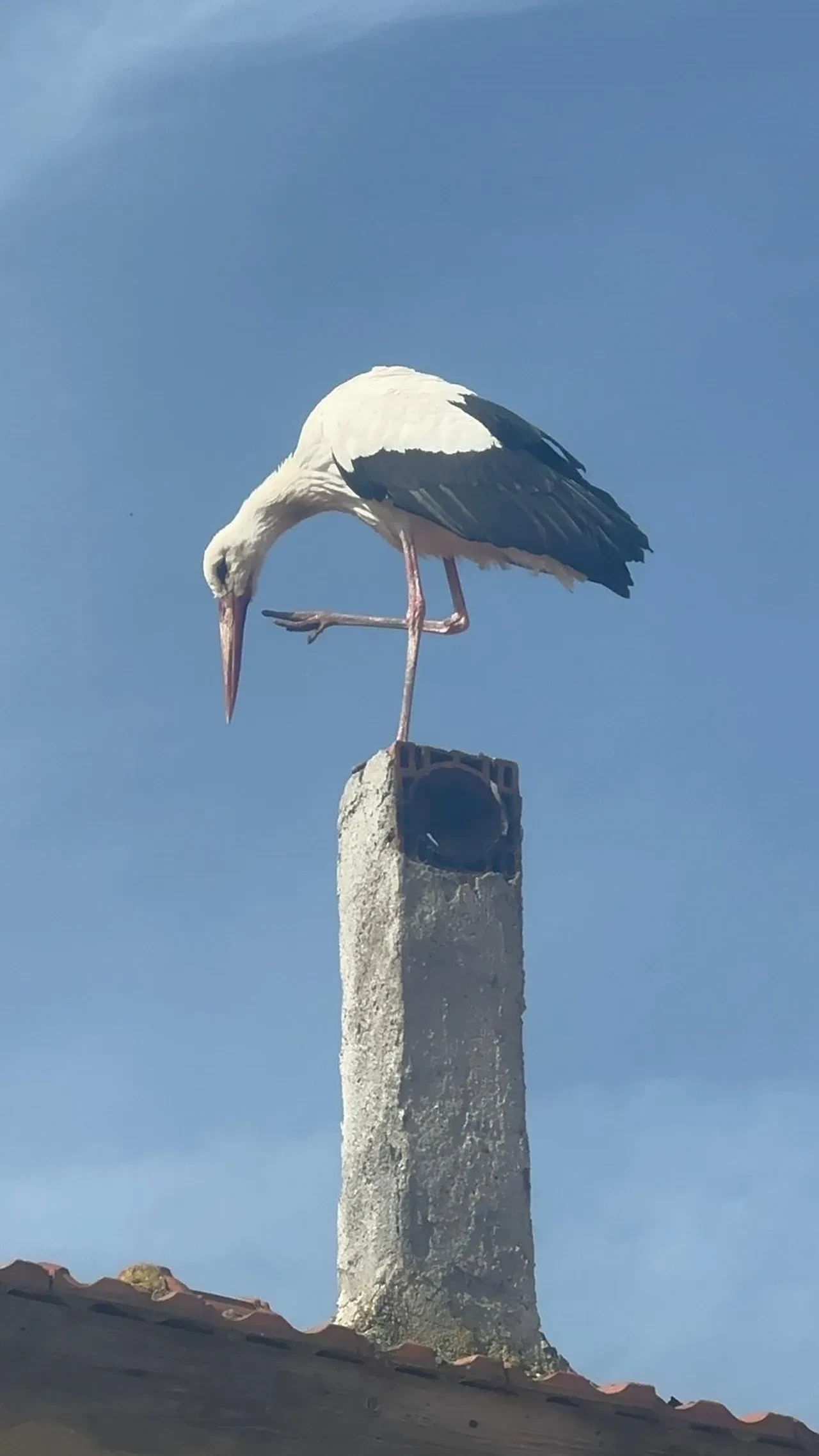 Milyonların gönlüne dokunmuştu! Köyde heyecanlı bekleyiş: Yaren leyleğin eşi geldi