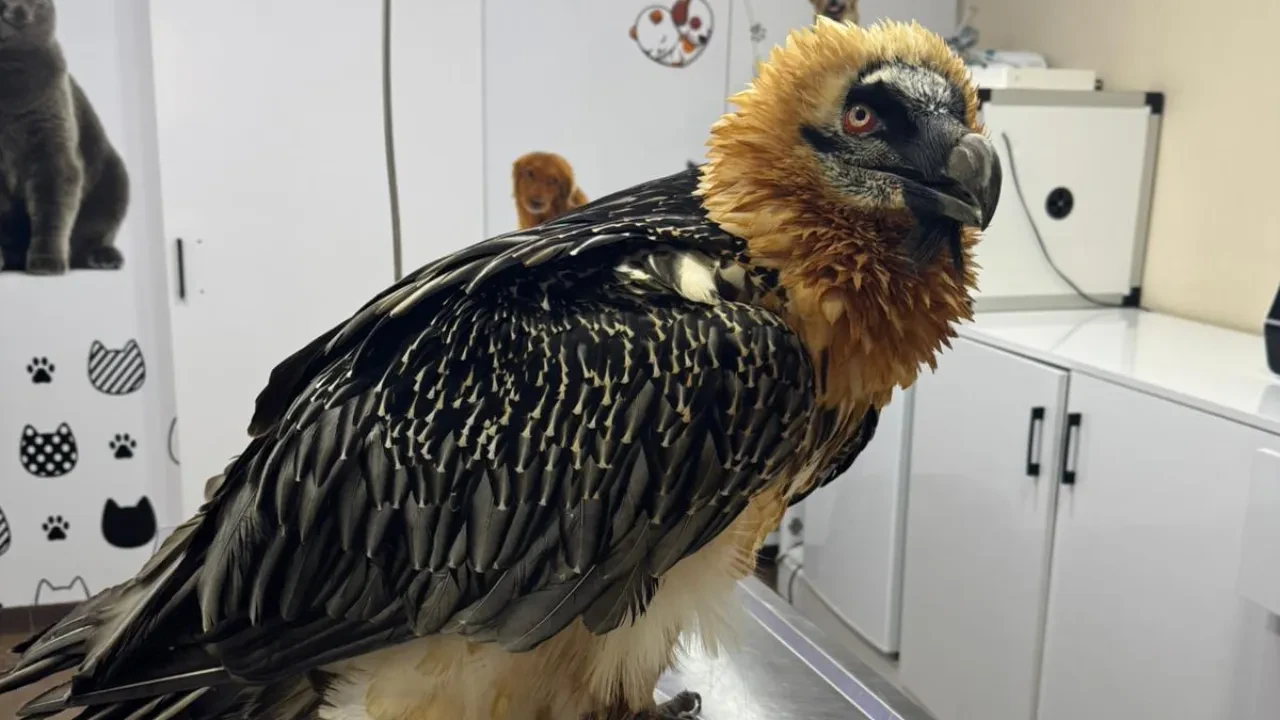 Nadir tür için kritik adım: Tedavisi tamamlanan sakallı akbaba takip cihazıyla izlenecek