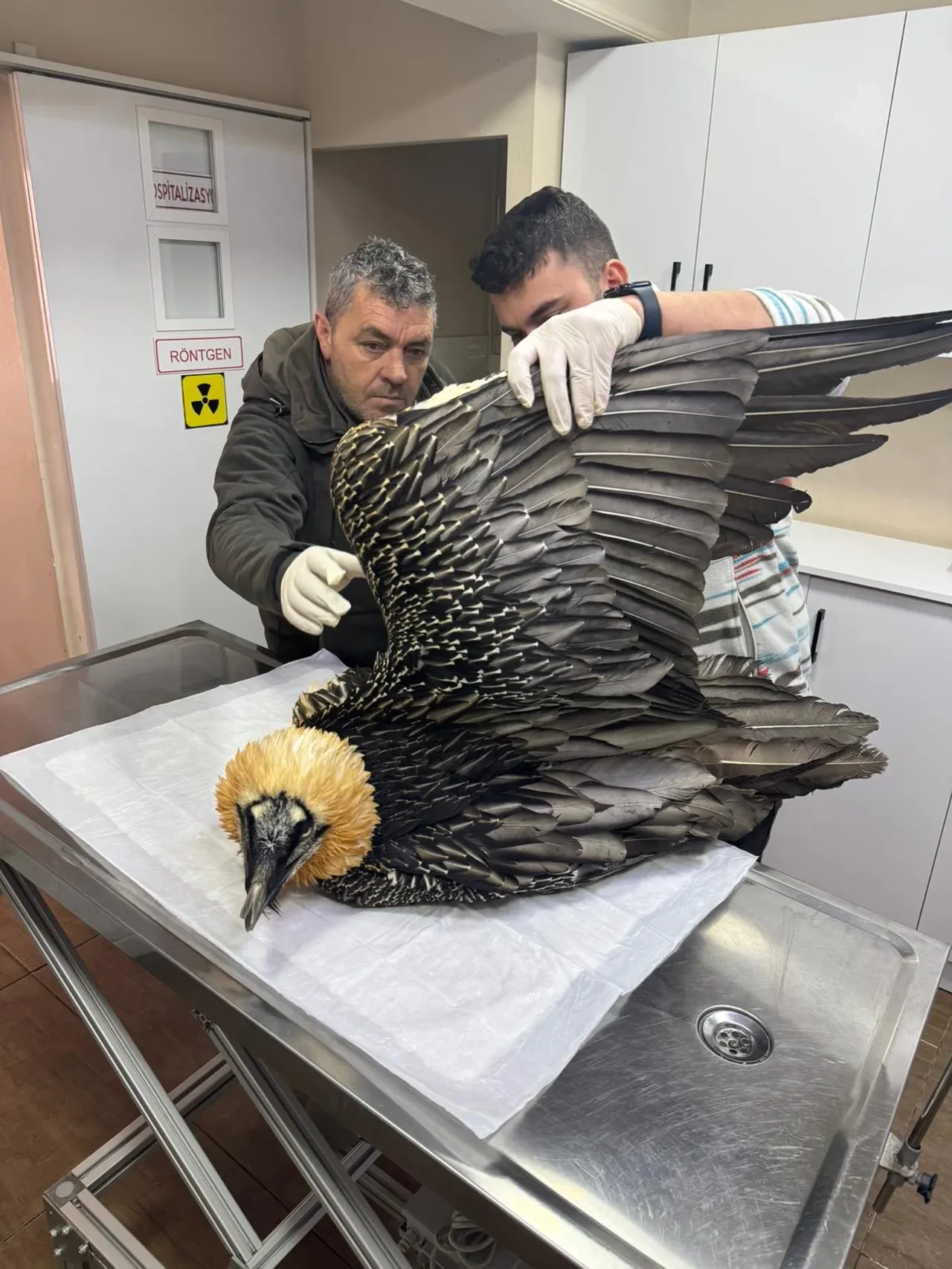 Nadir tür için kritik adım: Tedavisi tamamlanan sakallı akbaba takip cihazıyla izlenecek