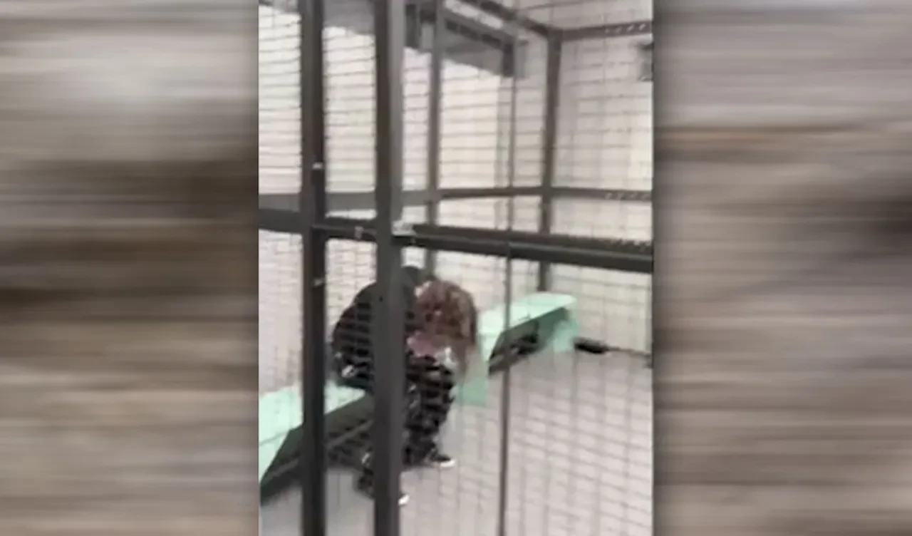 Okulunu havaya uçuracaktı! 12 yaşındaki katliam plancısı yakayı ele verdi