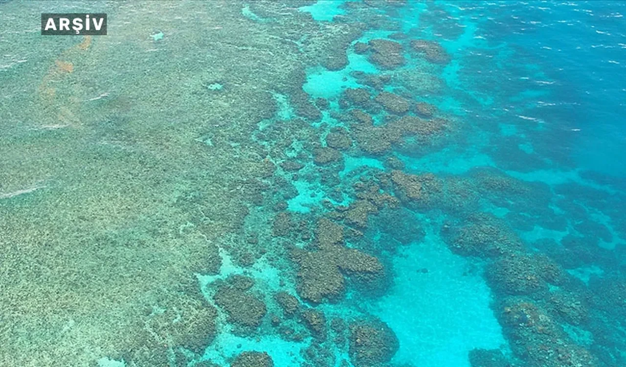Dünyanın en büyüğü! Avustralya’da 111 metrelik dev mercan kolonisi keşfedildi