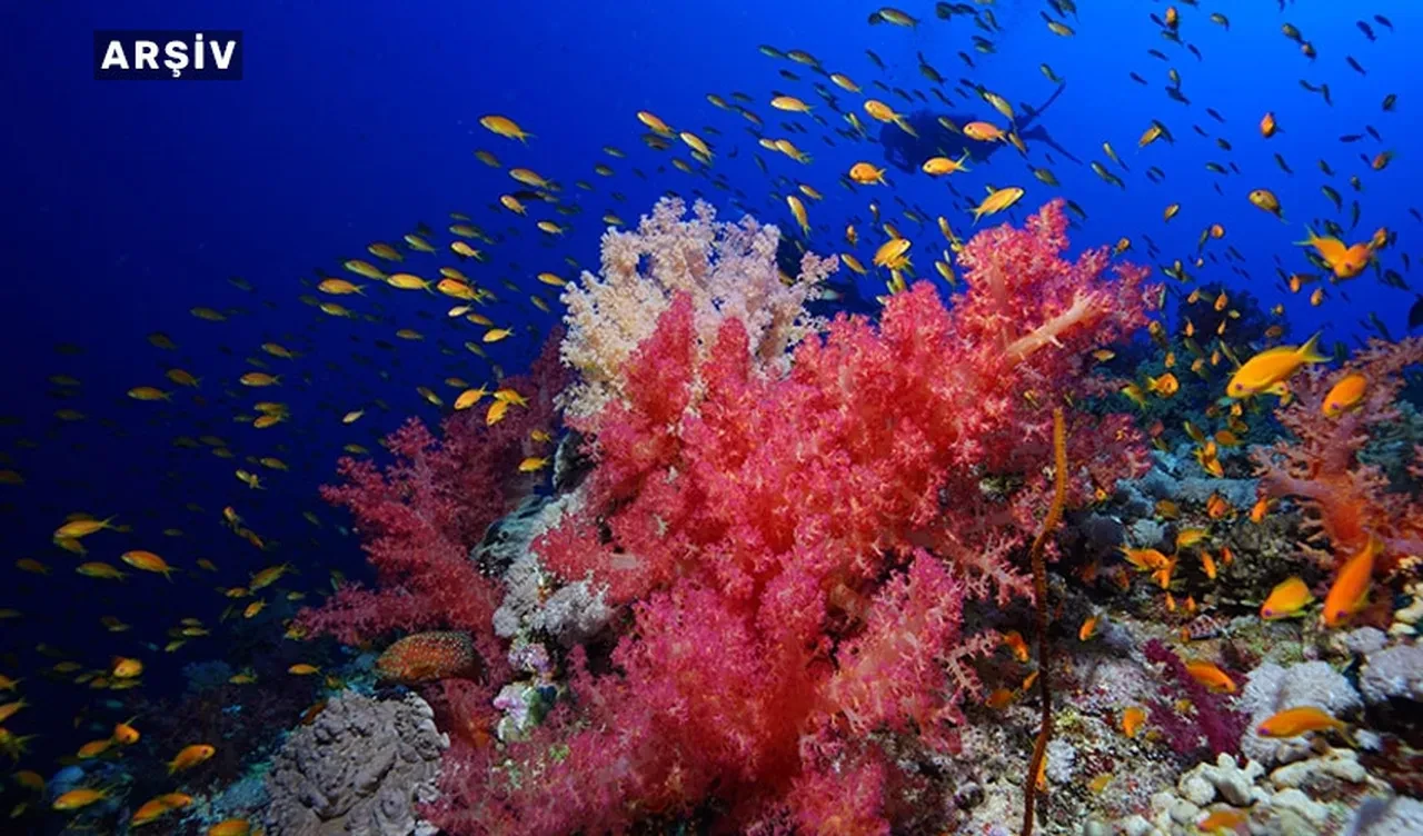 Dünyanın en büyüğü! Avustralya’da 111 metrelik dev mercan kolonisi keşfedildi
