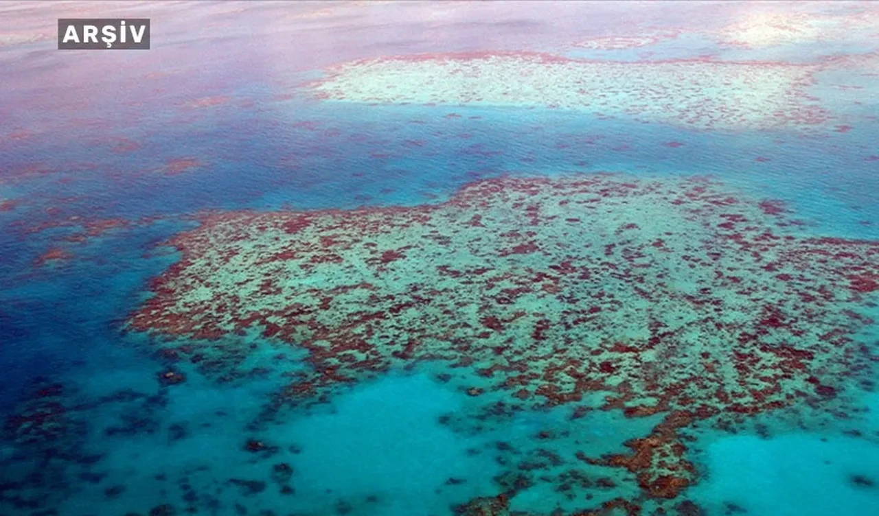 Dünyanın en büyüğü! Avustralya’da 111 metrelik dev mercan kolonisi keşfedildi