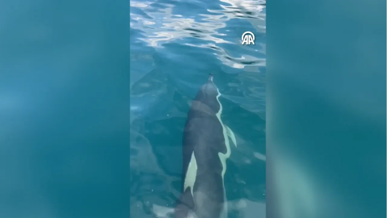 Kuşadası açıklarında görsel şölen! Yunuslar tekneye eşlik etti