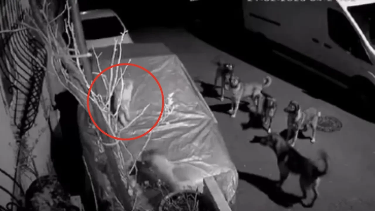 Başıboş köpekler kediye saldırdı! O anlar kamerada