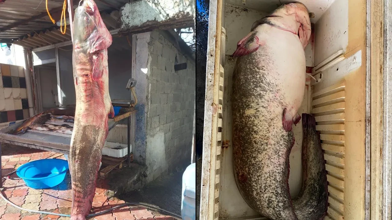 Dev yayın balığını görenler şaşkınlığını gizleyemedi! Tam 2 metre boyunda