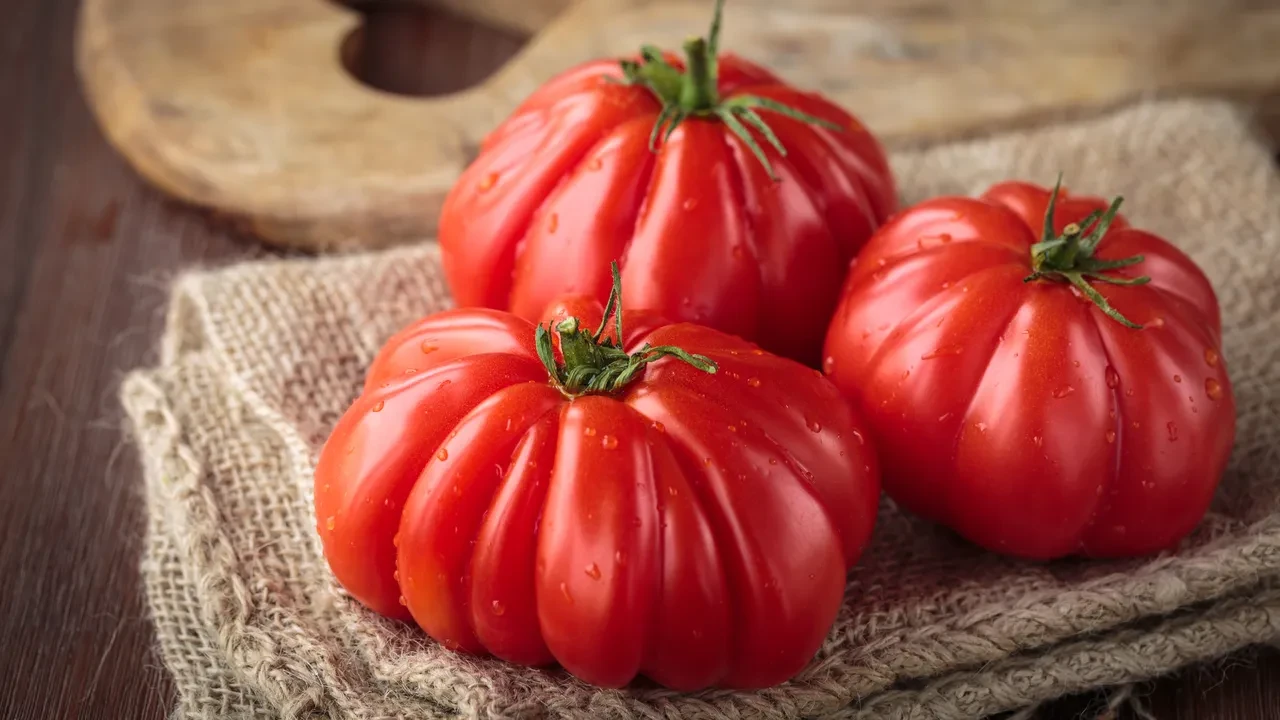 Costoluto Fiorentino Domatesi