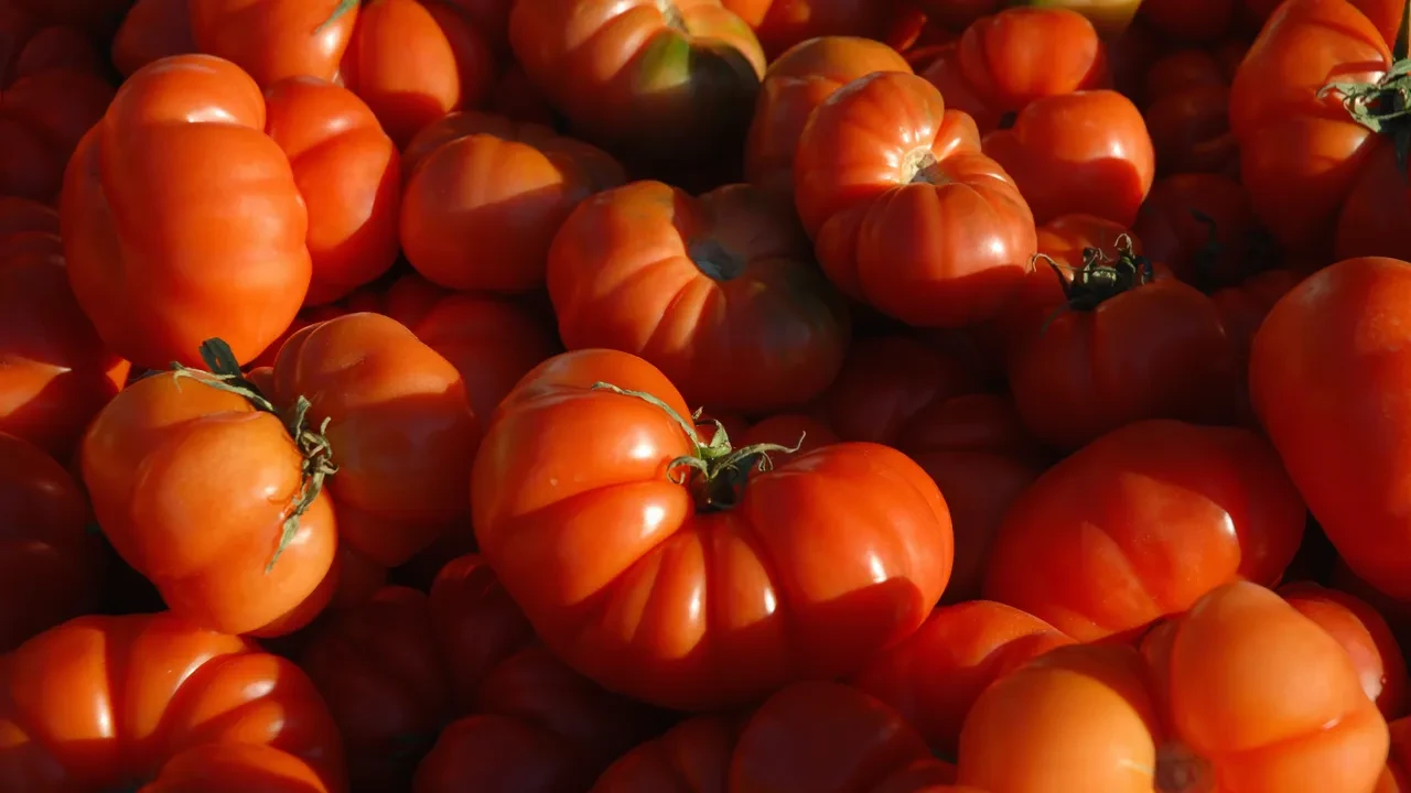 Cuore di Bue Domatesi 