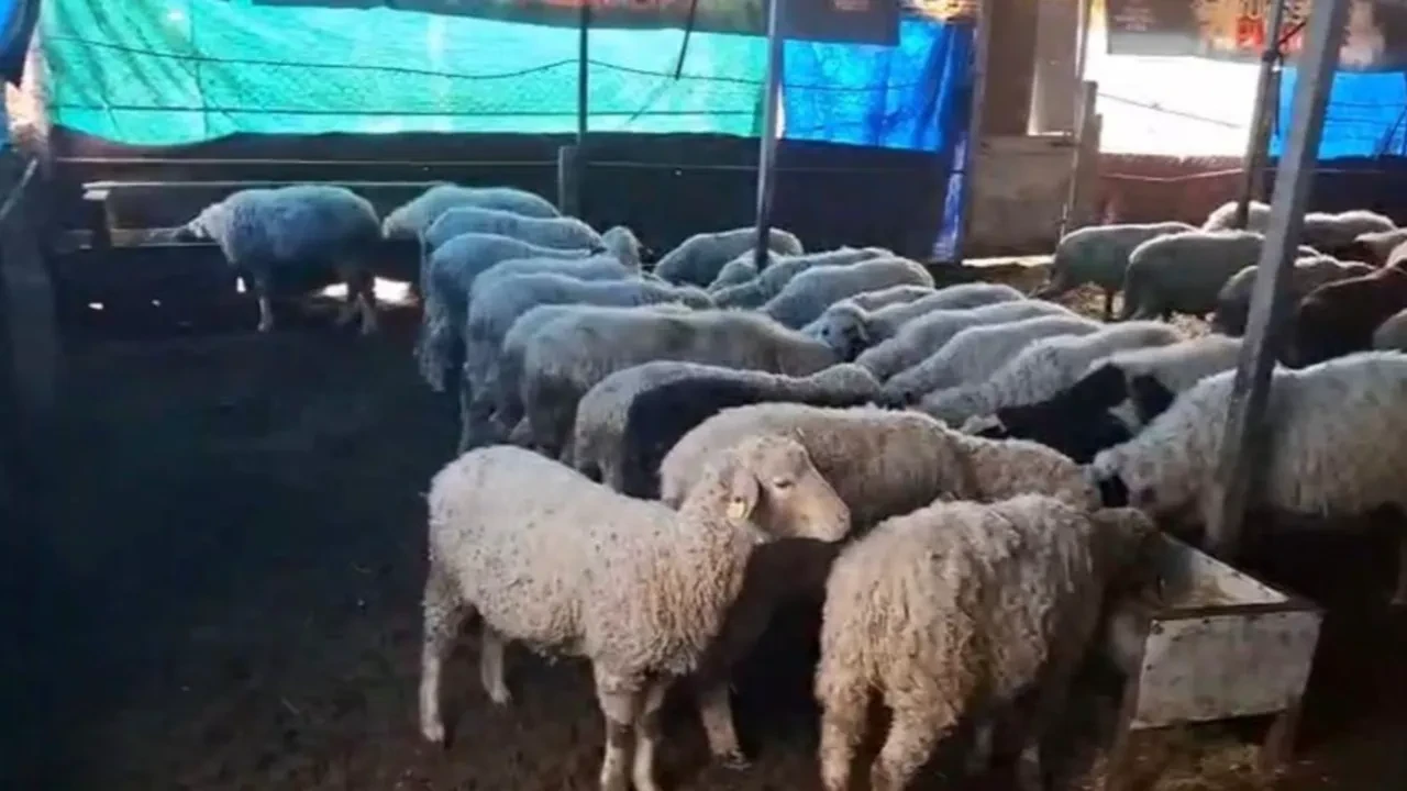 Hobi diye başladılar geçim kaynağı oldu! Bir koyup 9 kazanıyorlar