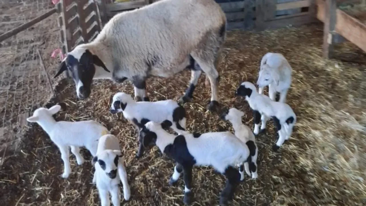 Hobi diye başladılar geçim kaynağı oldu! Bir koyup 9 kazanıyorlar